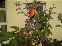 579d2b5a-Picture 3523.jpg